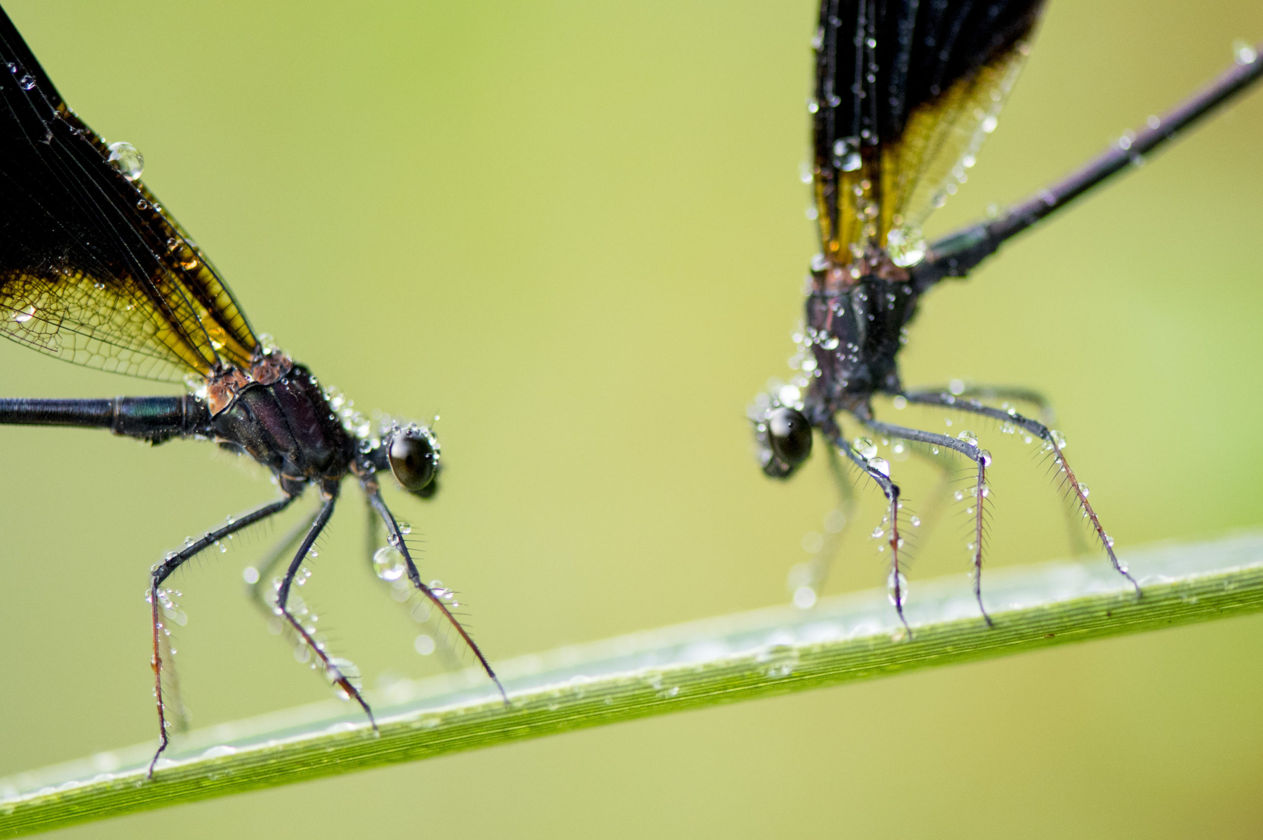 Caballito del diablo de alas negras calopteryx haemorrhoidalis