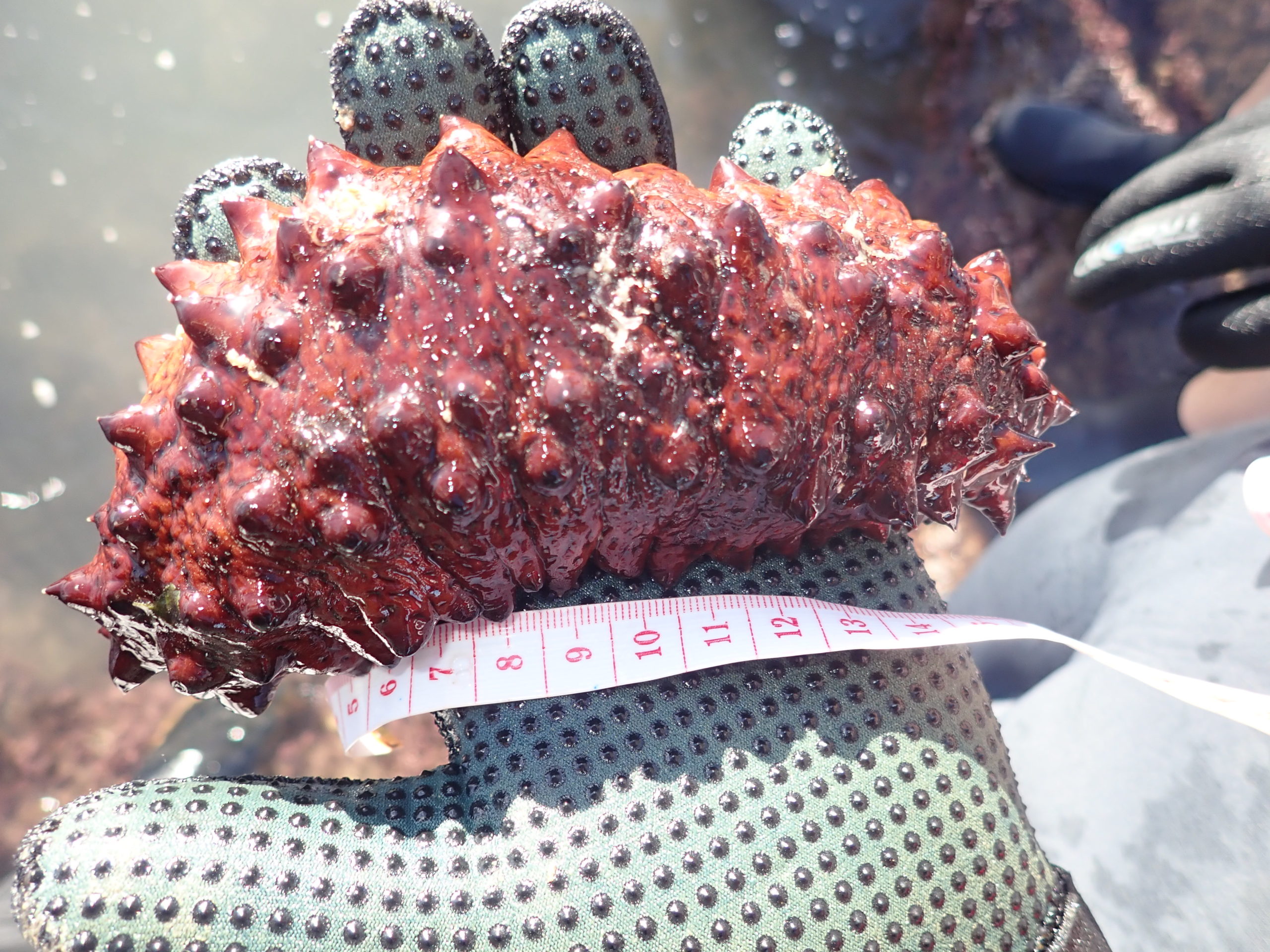 Muestreo pepino de mar en la Caleta de Cádiz