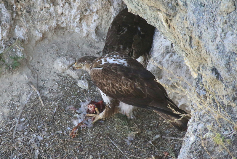 Seguimiento y refuerzo de las poblaciones de Águila Bonelli