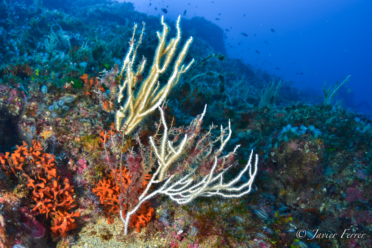 Proyecto Centinelas del mar 