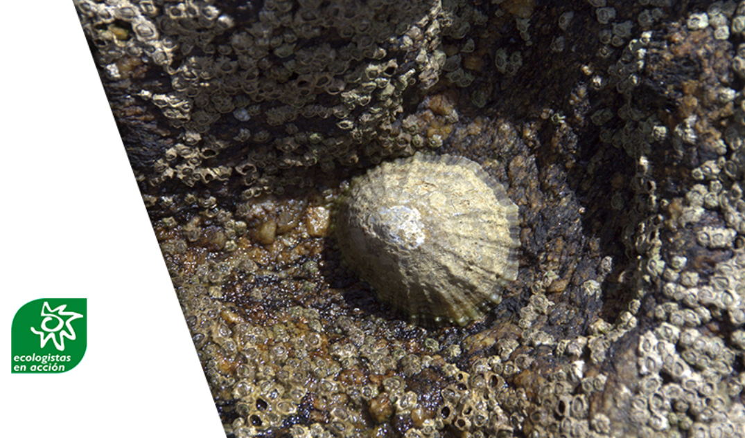 LAPA – Sensibilización sobre Patella ferruginea como especie protegida.