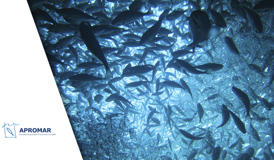 INNOACUI – Incorporación de innovación en relación al bienestar animal en peces de acuicultura.