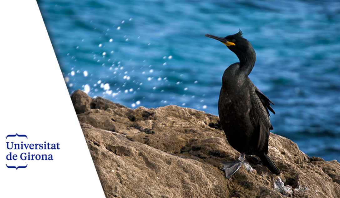 DESMARES II – Pesca artesanal sostenible en áreas protegidas: colaboración del sector pesquero en la conservación del cormorán moñudo.