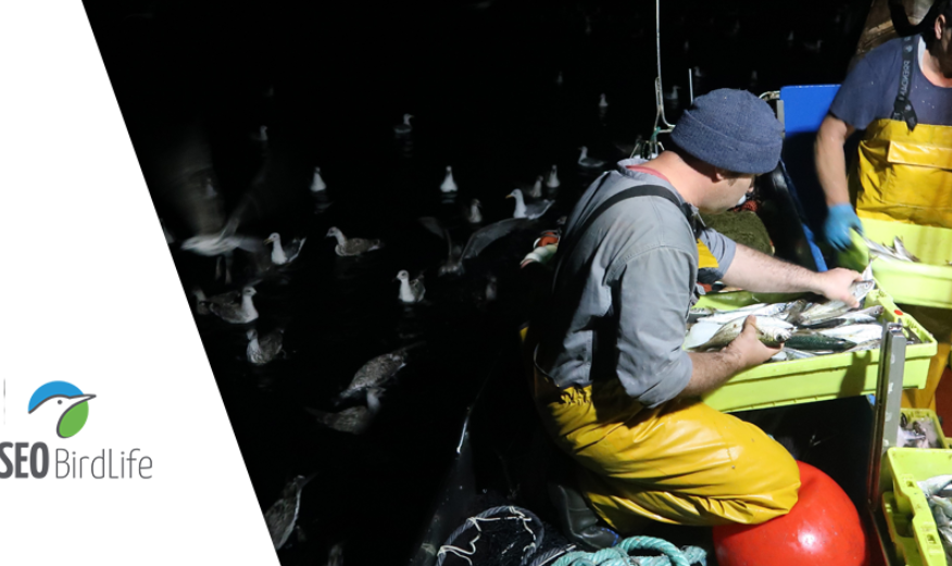 ZEPAMAR II – Pescadores, aves y Red Natura 2000: estrechando vínculos