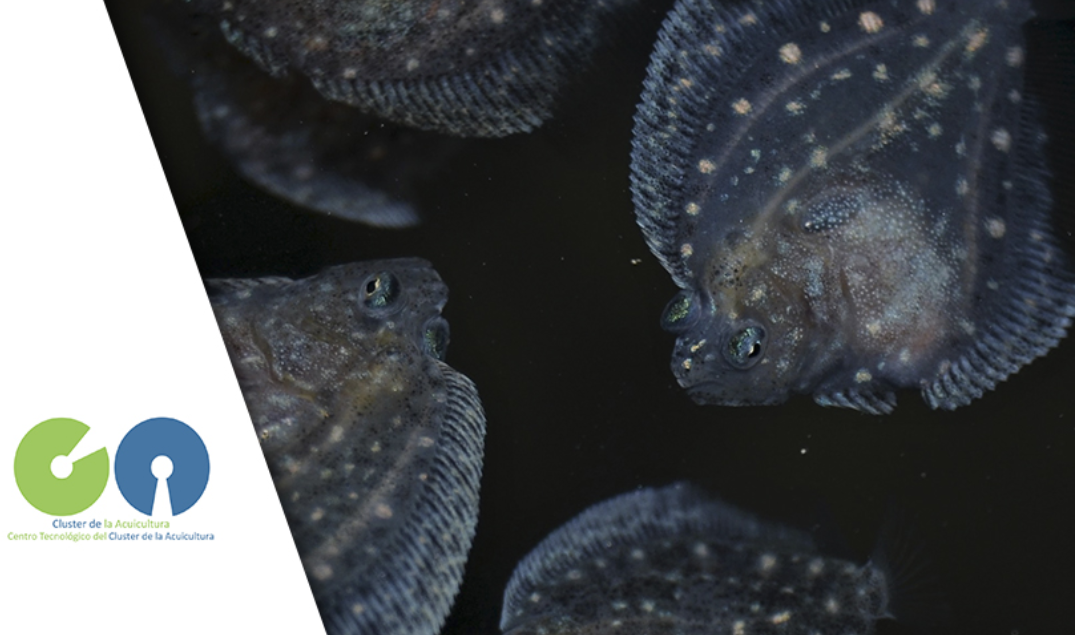 FISHFLOC – Innovación en el cultivo de peces marinos aplicando la tecnología biofloc en diferentes etapas para una acuicultura más sostenible