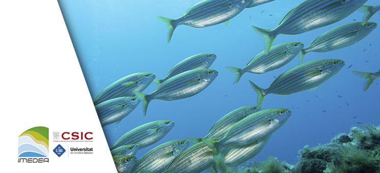 AutoNatura2000tres – Implementación de un sistema acoplado de monitoreo de la pesca y los recursos pesqueros basado en inteligencia artificial en un espacio de la Red Natura 2000