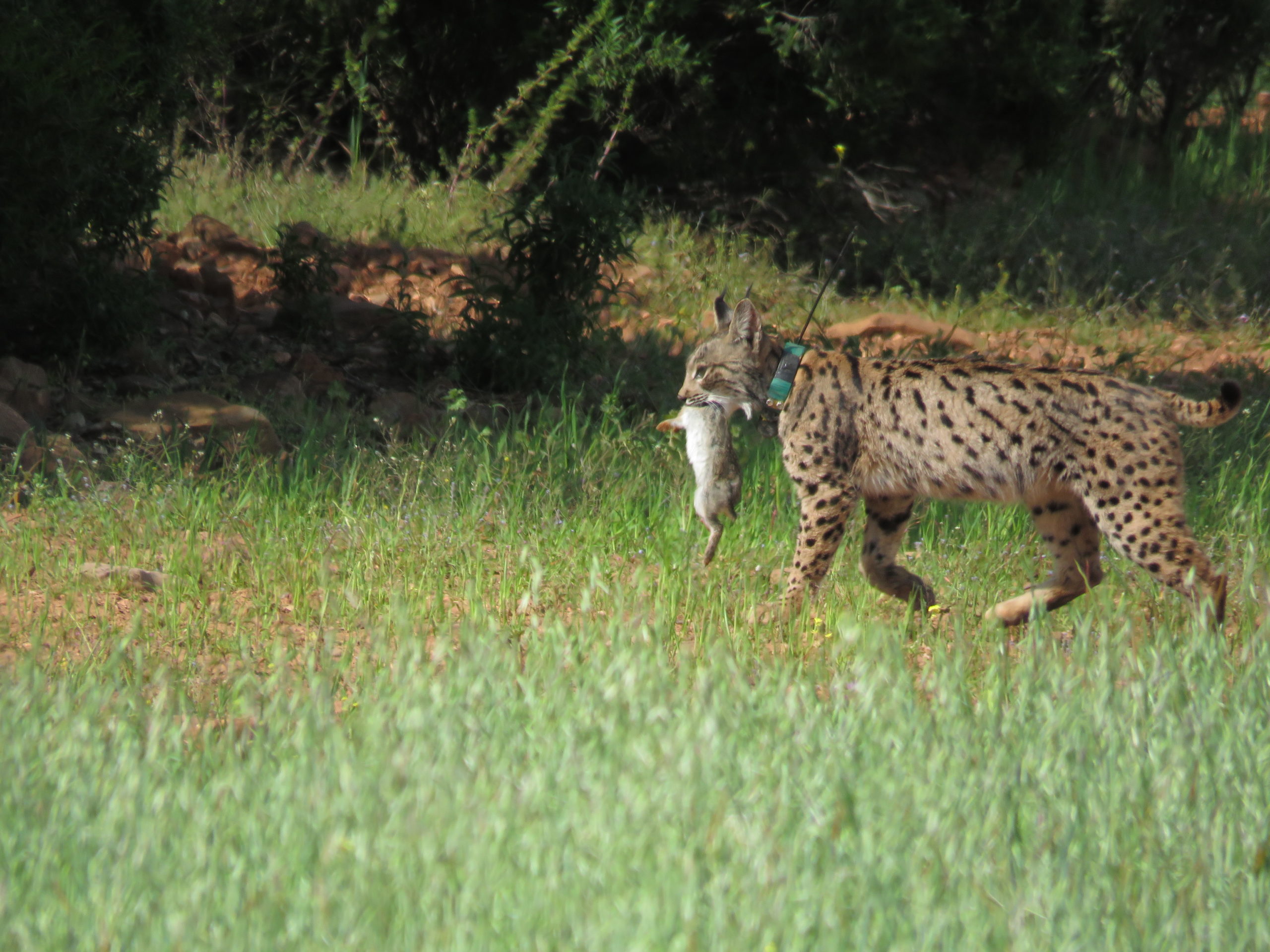 lince ibérico