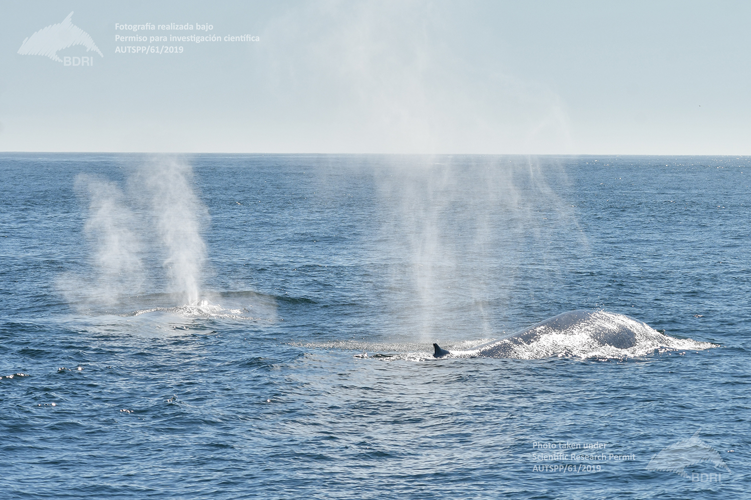 ballenas azules