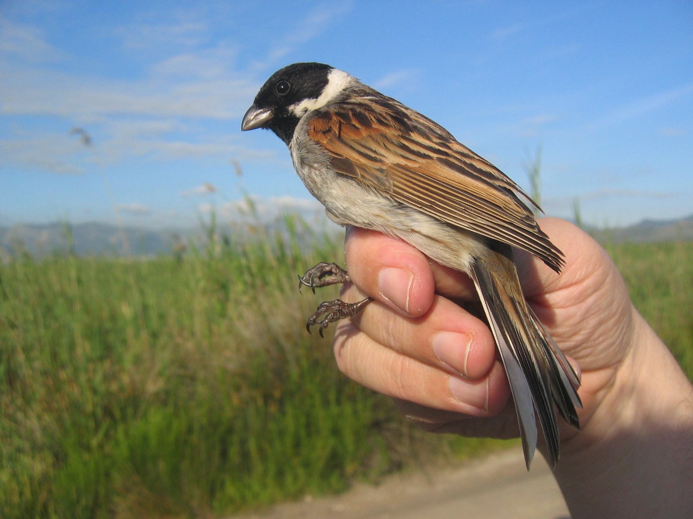 Emberiza schoeniclus (escribano palustre)