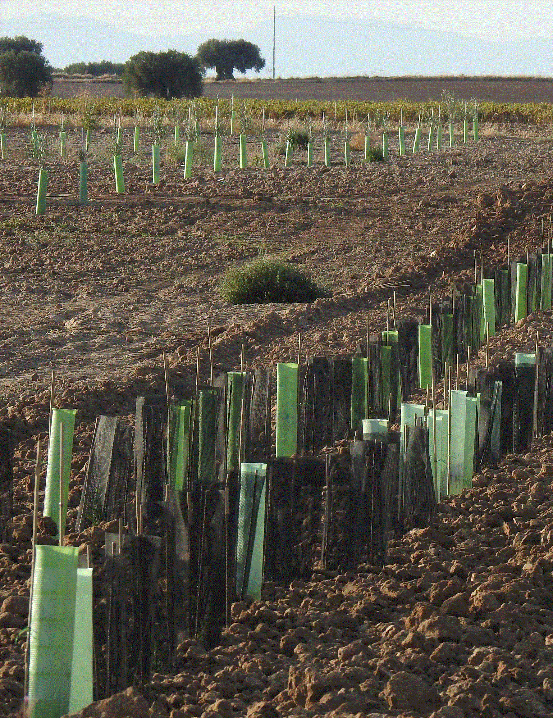 plantación de seto_FIRE