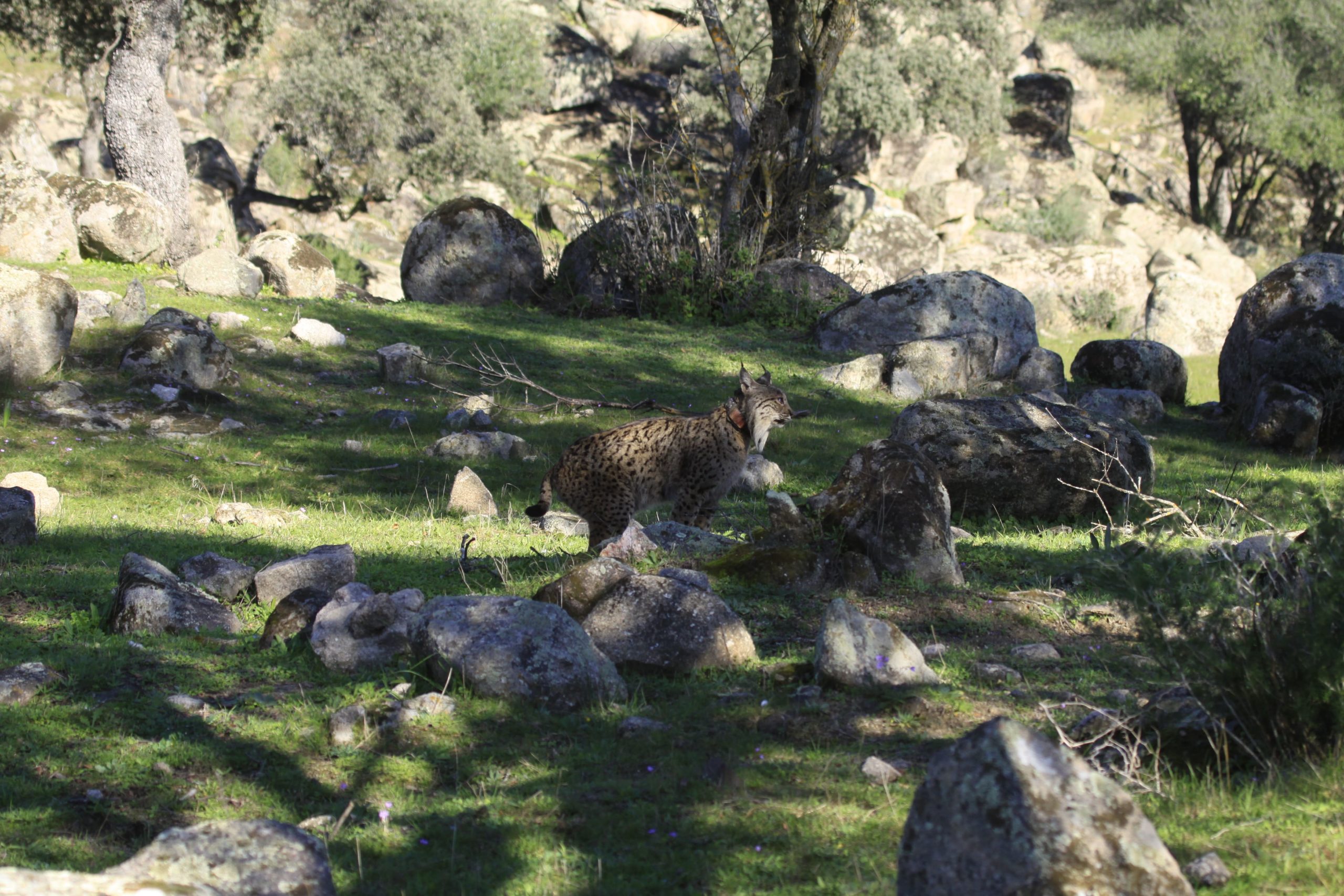 Lince marcado con sistema de radioseguimiento_CA19