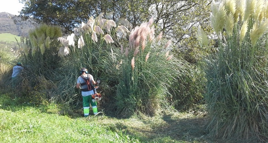 Trabajos de eliminación del plumero de la pampa.