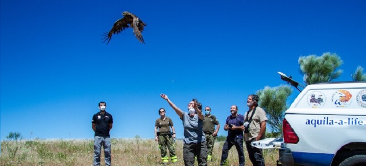 AQUILA a-LIFE: Recuperación del águila de Bonelli en el Mediterráneo Occidental