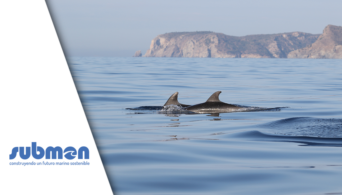 COSTtERA: Comportamiento Submarino de Tursiops truncatus En Redes de Arrastre en el Norte de Cataluña