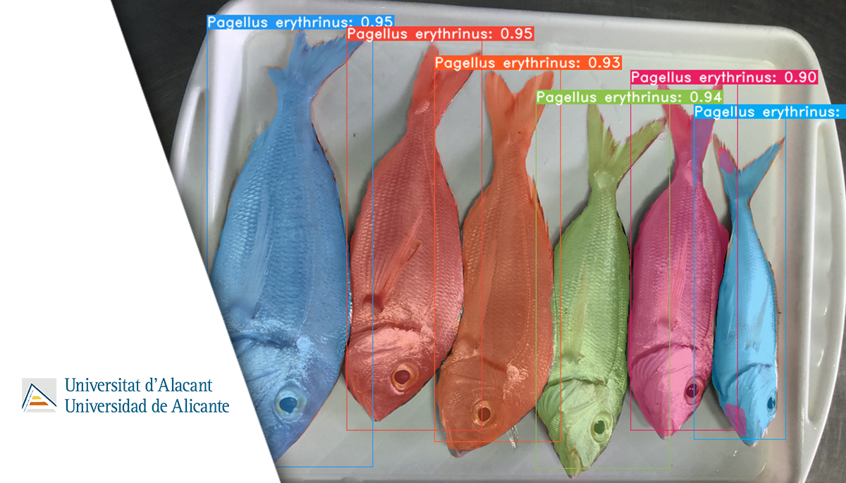 DeepFish 2: Implantación y explotación de sistemas de visión artificial para identificación de especies y obtención de datos biométricos en lonja basados en deep learning