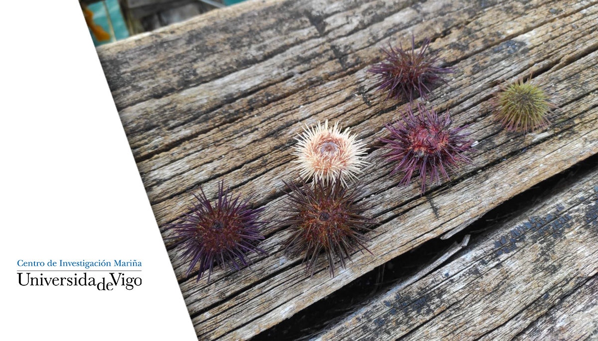 OCIMER+: Enfoque holístico para el cultivo y conservación de Paracentrotus lividus