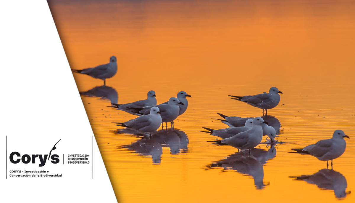 SteLar DELTA: Ecología trófica de cinco especies de aves en la ZEPA marina del Delta del Ebro. Relación con pesquerías e impacto en parámetros poblacionales