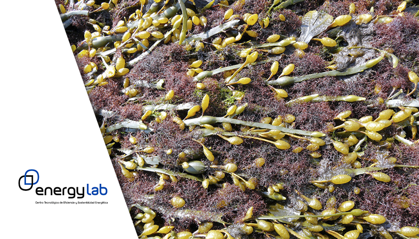 VALORALGAE- Cerrando la cadena de valor en la acuicultura marina a través de la valorización energética de las algas de arribazón.