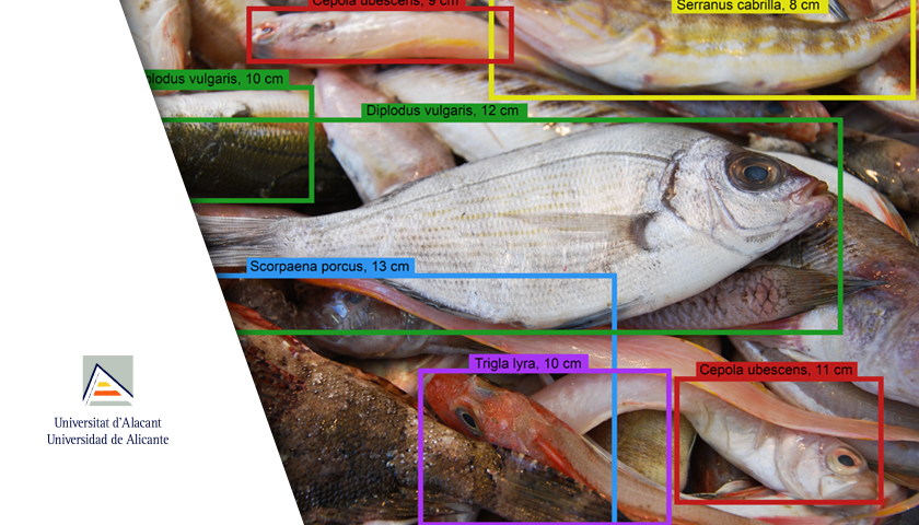DEEPFISH- Desarrollo de un prototipo de visión artificial para identificación de especies y obtención de datos biométricos en lonja basado en deep learning