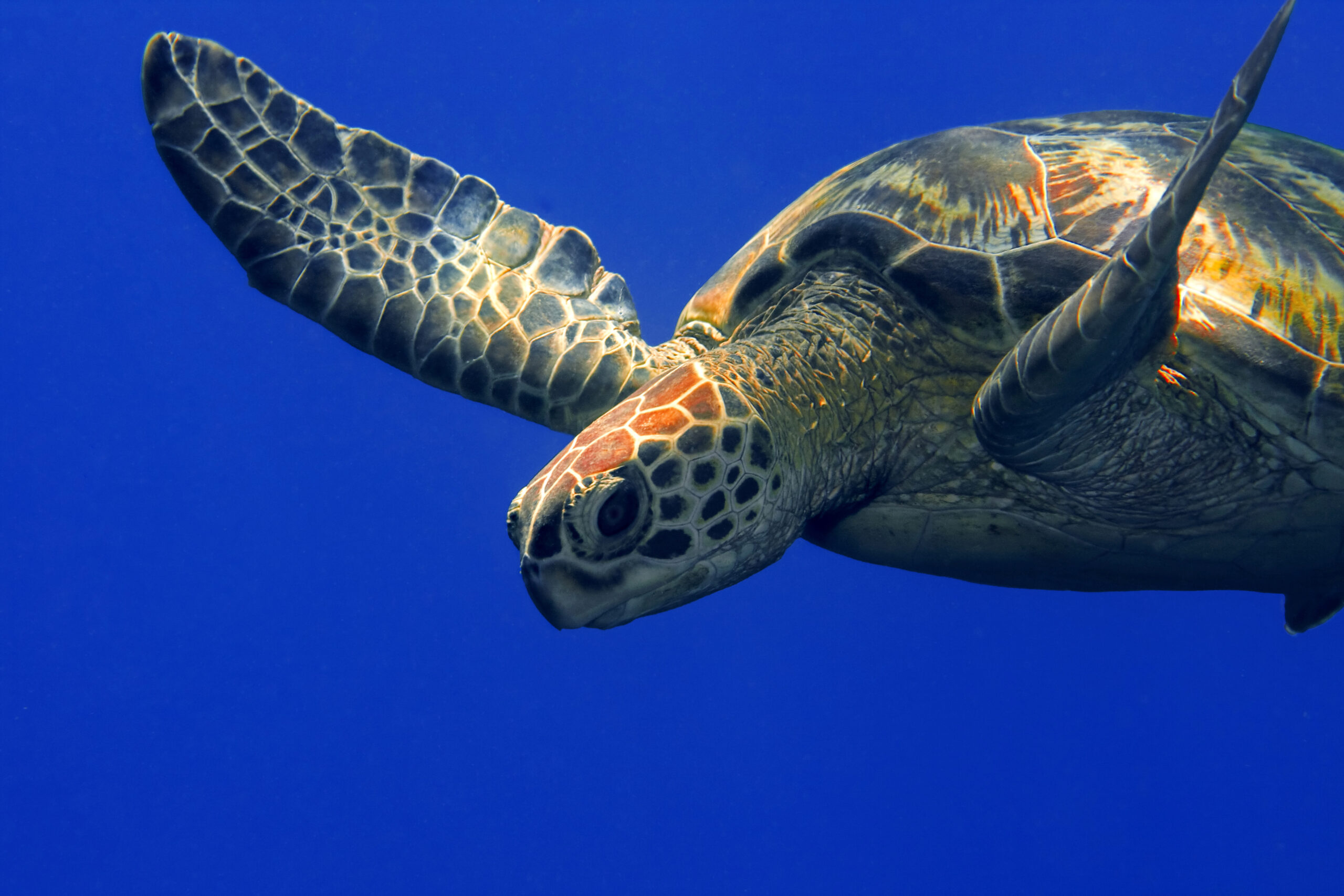 Training for managers and other users of the marine Natura 2000 Network