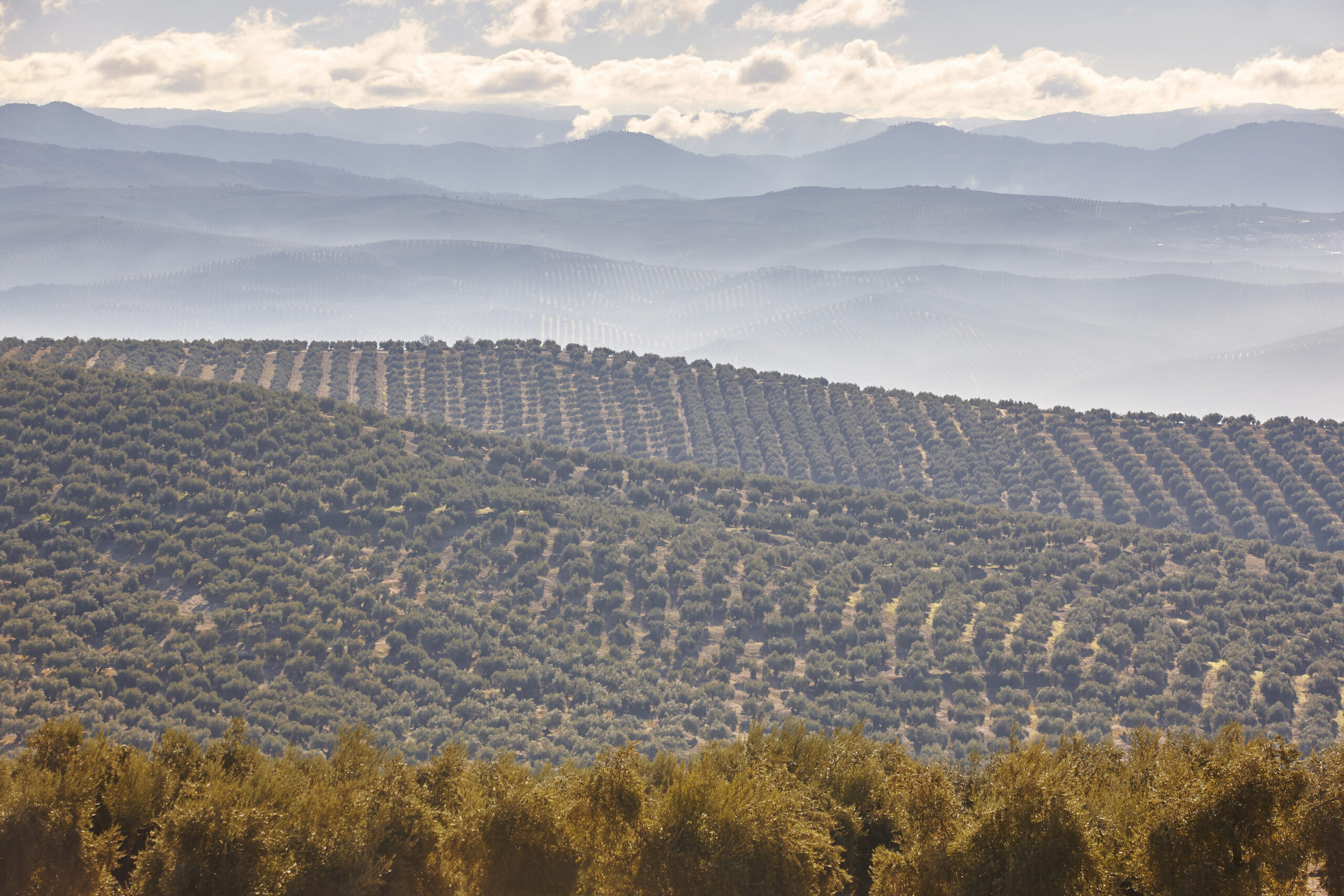ECOEXPORTA: innovación en la estrategia de exportación al canal minorista internacional para pymes y micropymes agroalimentarias ecológicas de los espacios naturales/medio rural en Andalucía y Castilla-La Mancha: de tu empresa a Europa.