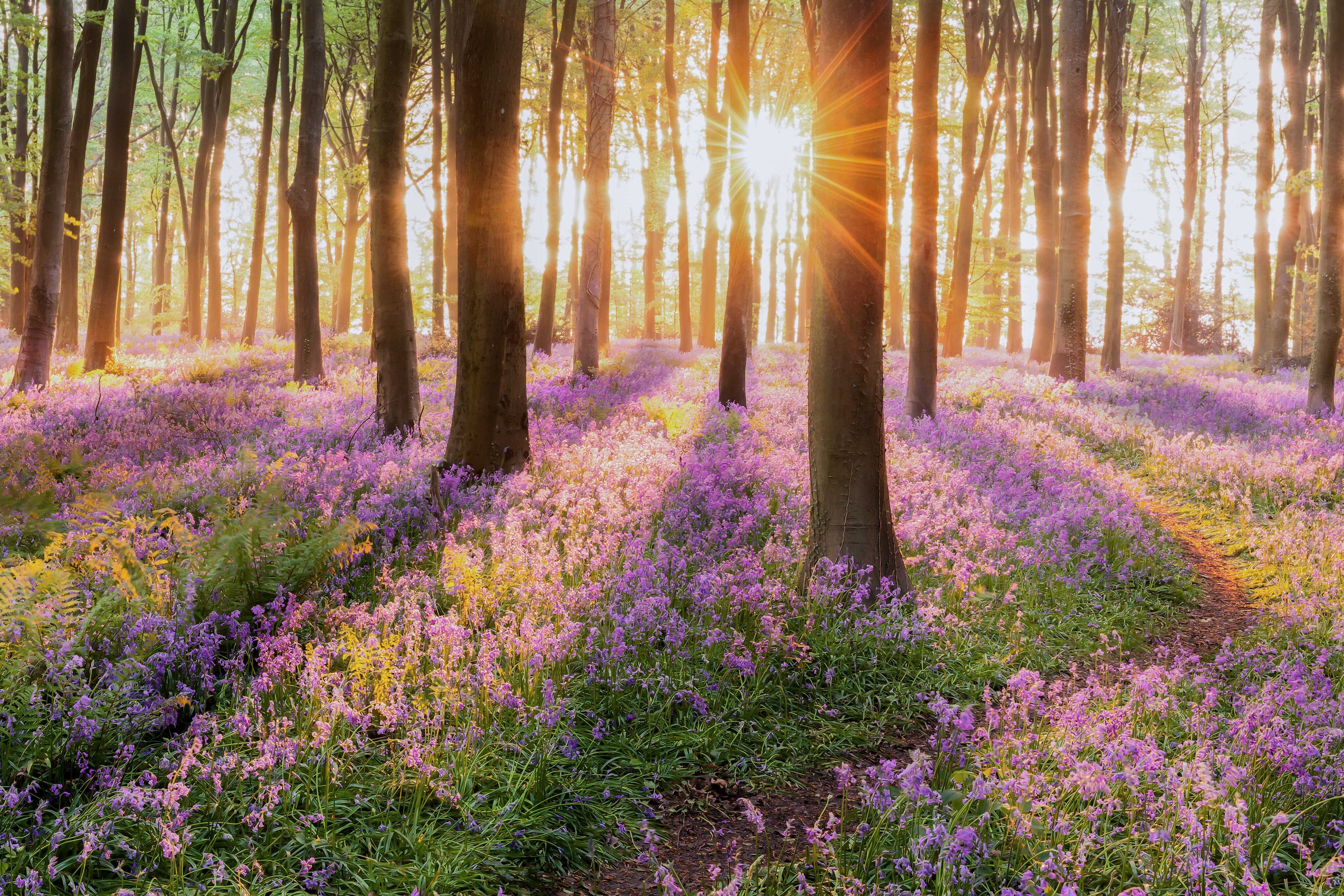 Promoting the forest bioeconomy through the development, innovation and sustainable management of non-timber forest resources (IMFOREST)