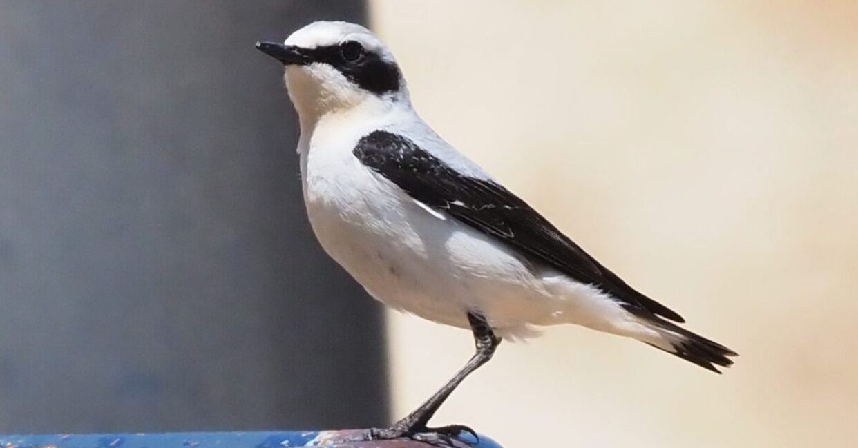 Adaptation of natural stone quarry restoration plans for the conservation of species and habitats of interest, prevention and eradication of invasive species and adaptation to climate change (BioReSTONE).