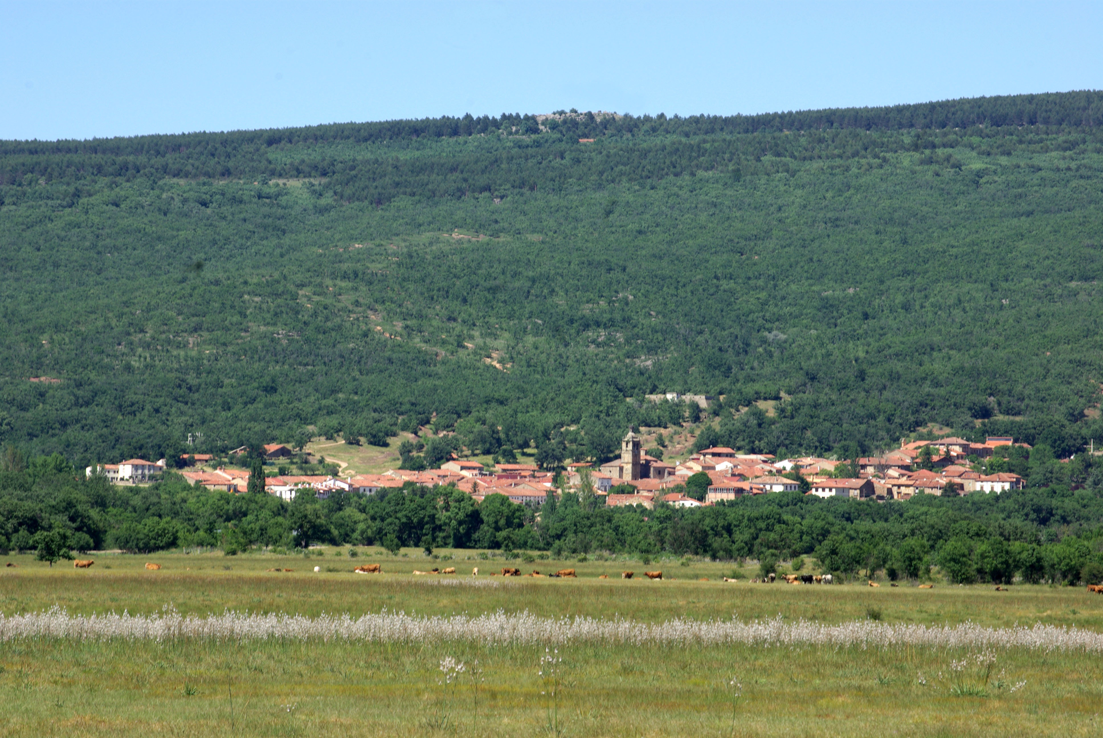 Valorization of ecosystem services in the regions of El Valle and Pinares in the municipality of El Royo (Soria) for the promotion of local bioeconomy and ecological transition, sustainable forest management, economic development, entrepreneurship and green employment (BIOCOMFOREST).