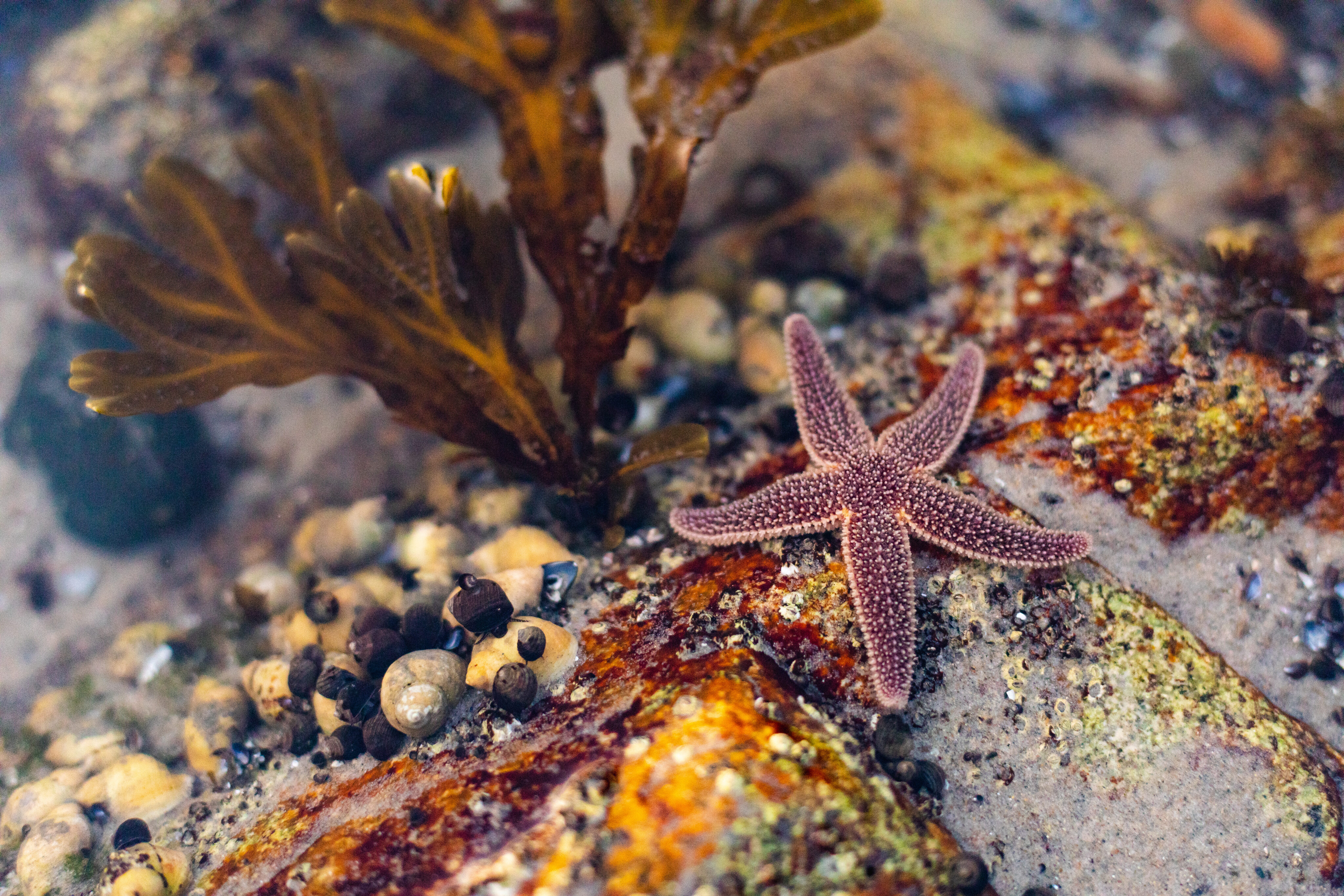 DNASense – From gene to landscapes: development of environmental impact assessment tools for marine biodiversity monitoring using eDNA and remote sensing techniques