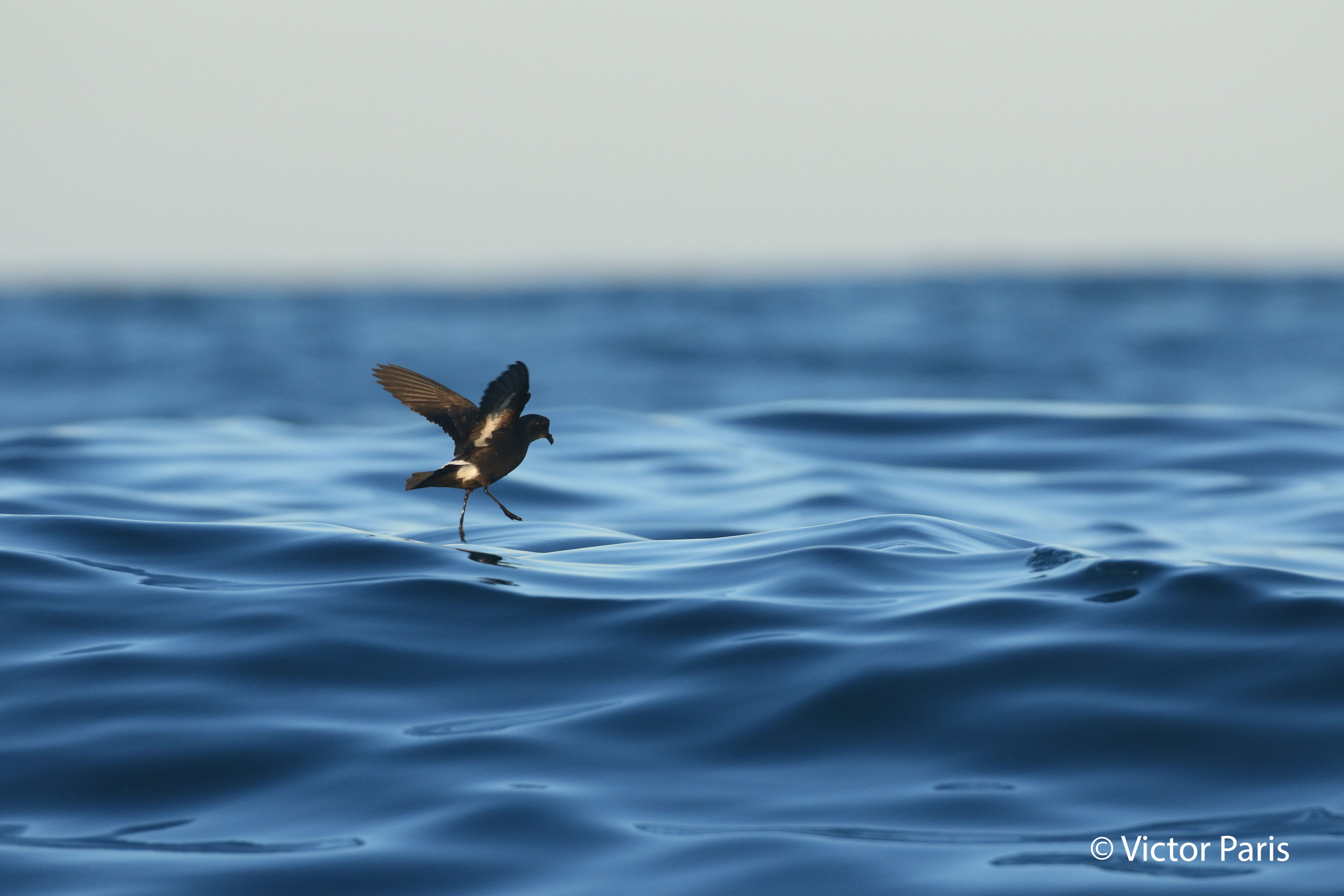 SEAGHOSTS – The global spatial ecology and conservation of the world’s smallest and elusive seabirds, the storm petrel (Hydrobatidae & Oceanitidae), across the Mediterranean and the North East Atlantic Ocean