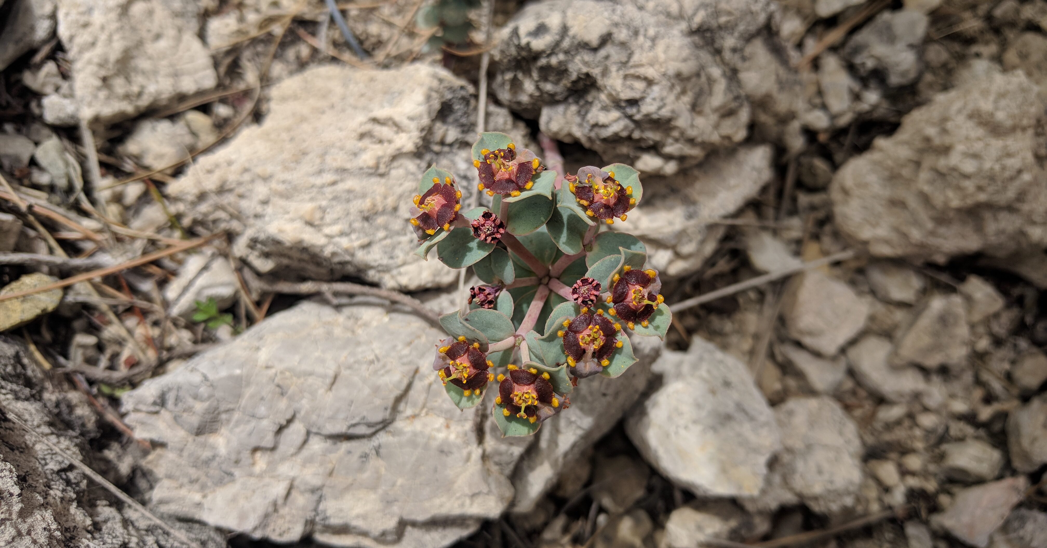 Aproximación multimetodológica para la conservación de ‘Euphorbia fontquerinana’, un endemismo de la isla de Mallorca en Peligro Crítico de Extinción