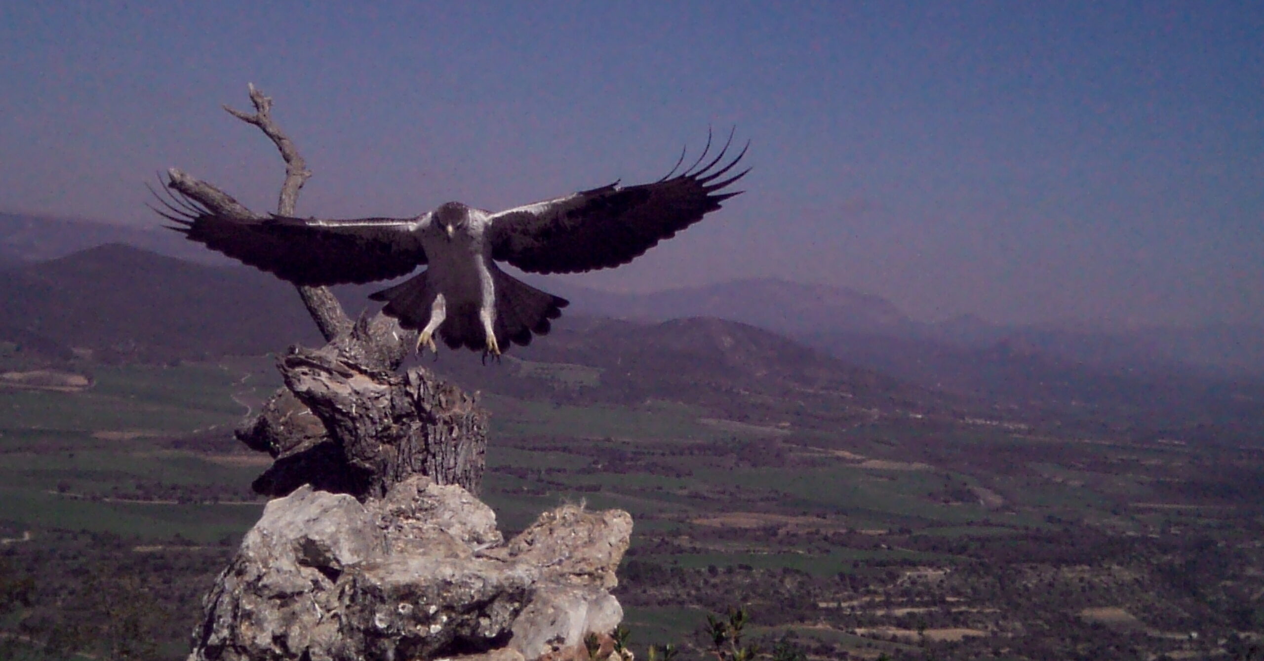 Conservación del águila perdicera en la provincia de Lleida