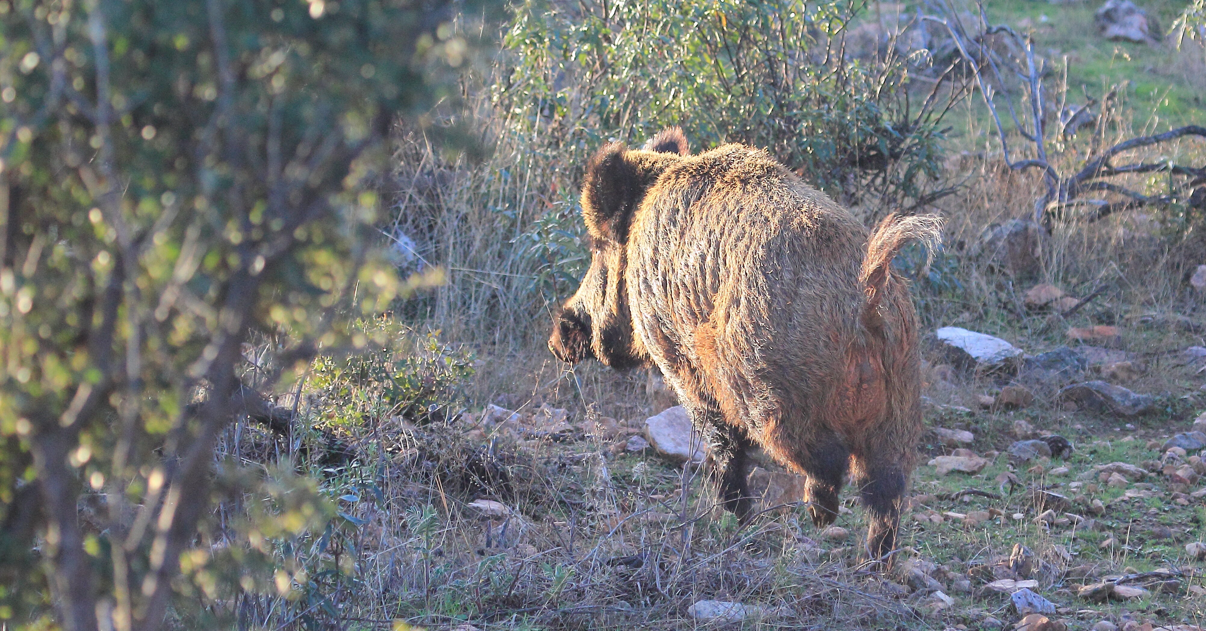 Jabalí en el campo.