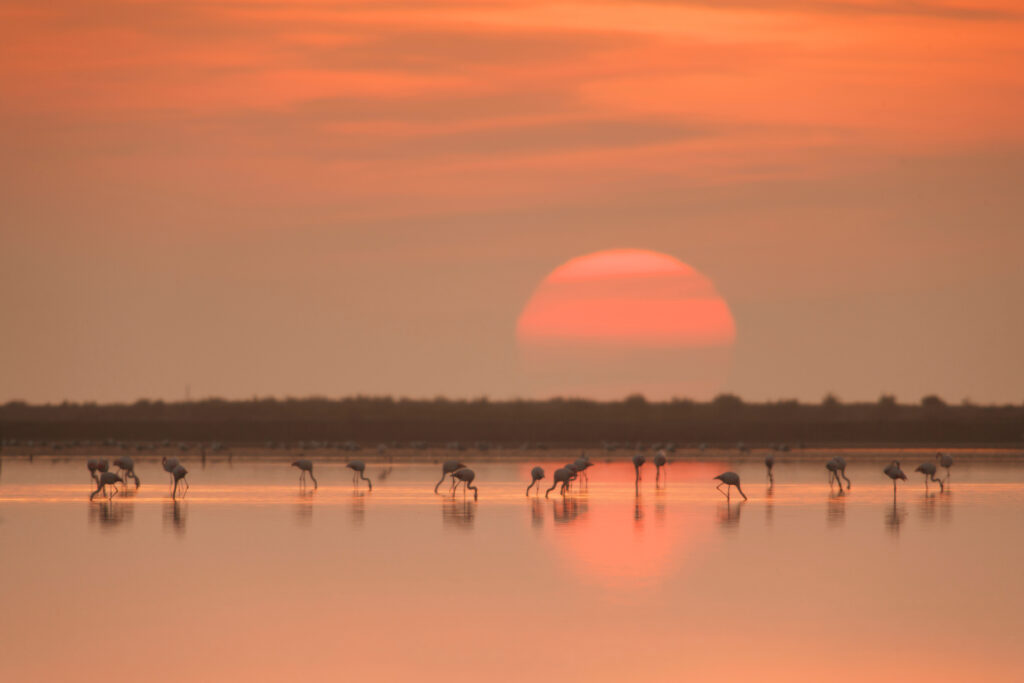 Atardecer en un hábitat natural