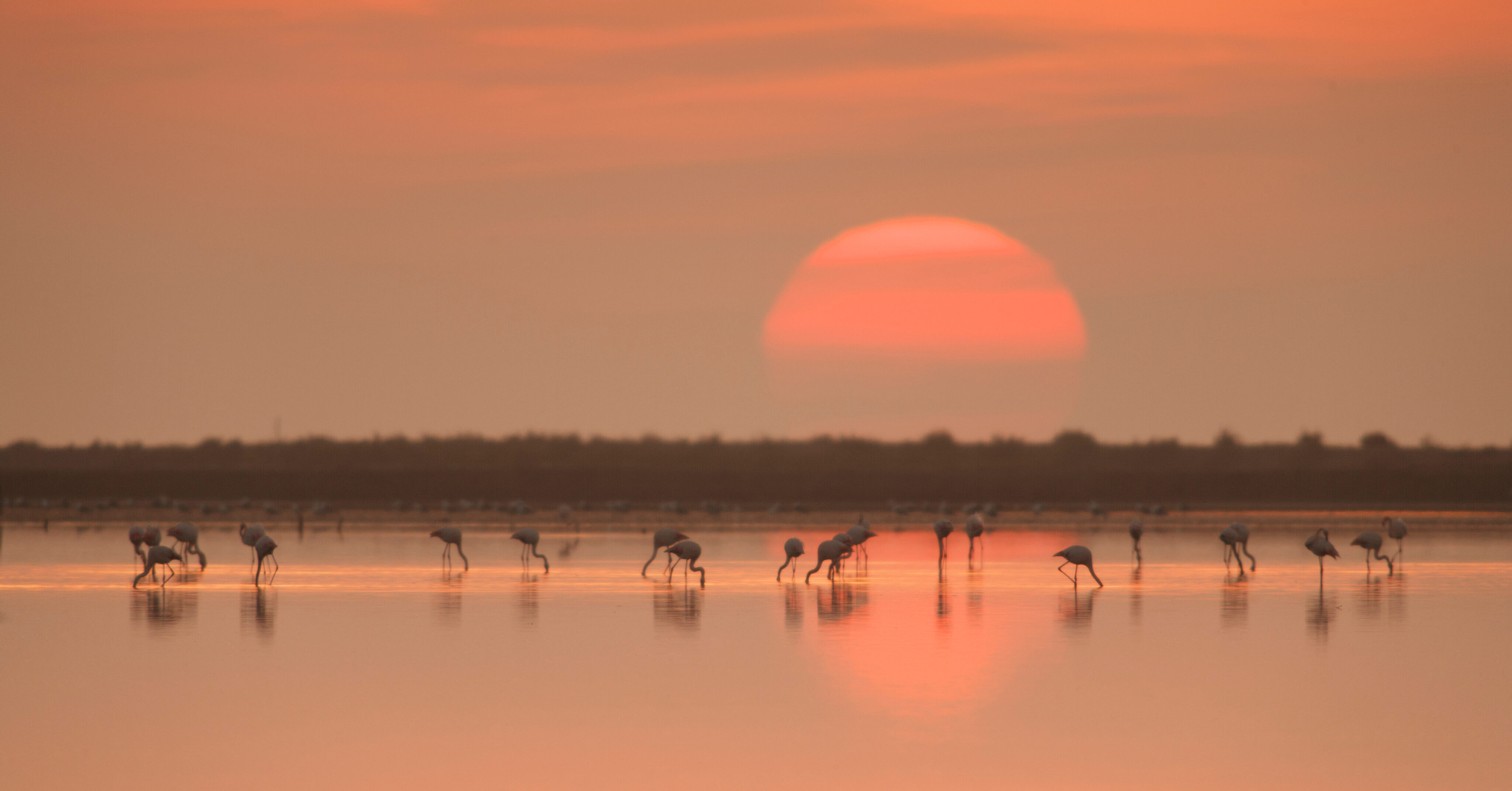 Atardecer en un hábitat natural