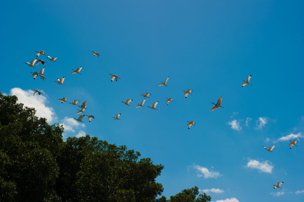 Imagen de migración de aves