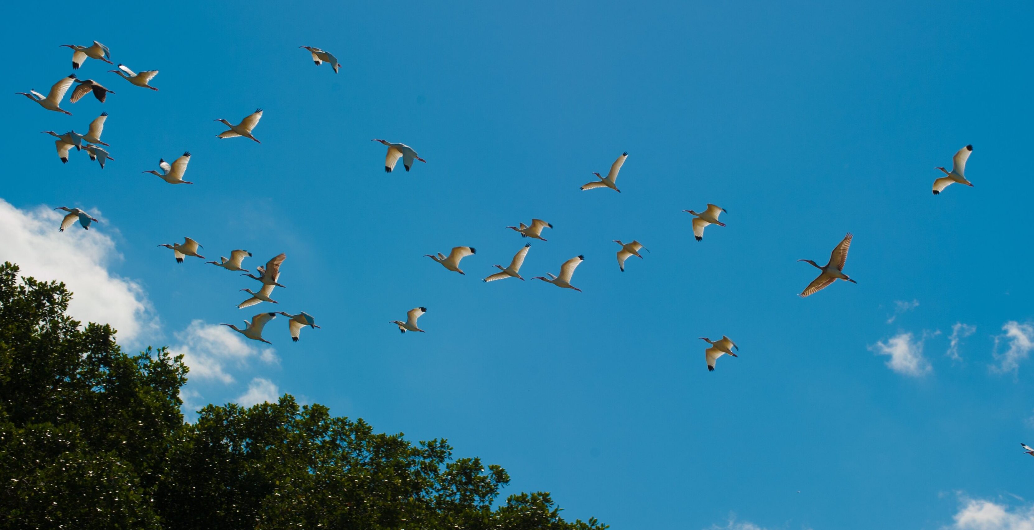 Imagen de migración de aves