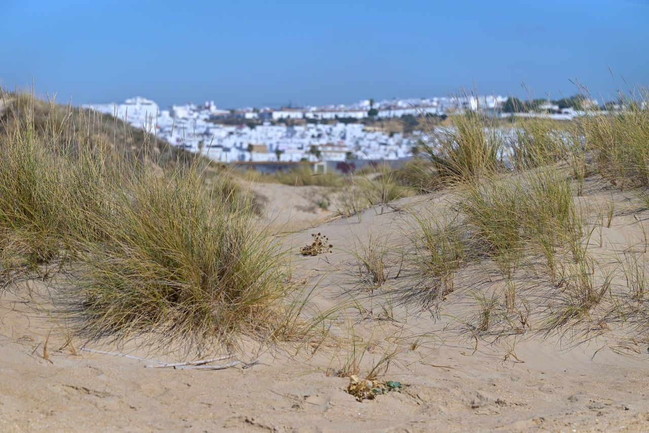 22 DUNE - FEDER