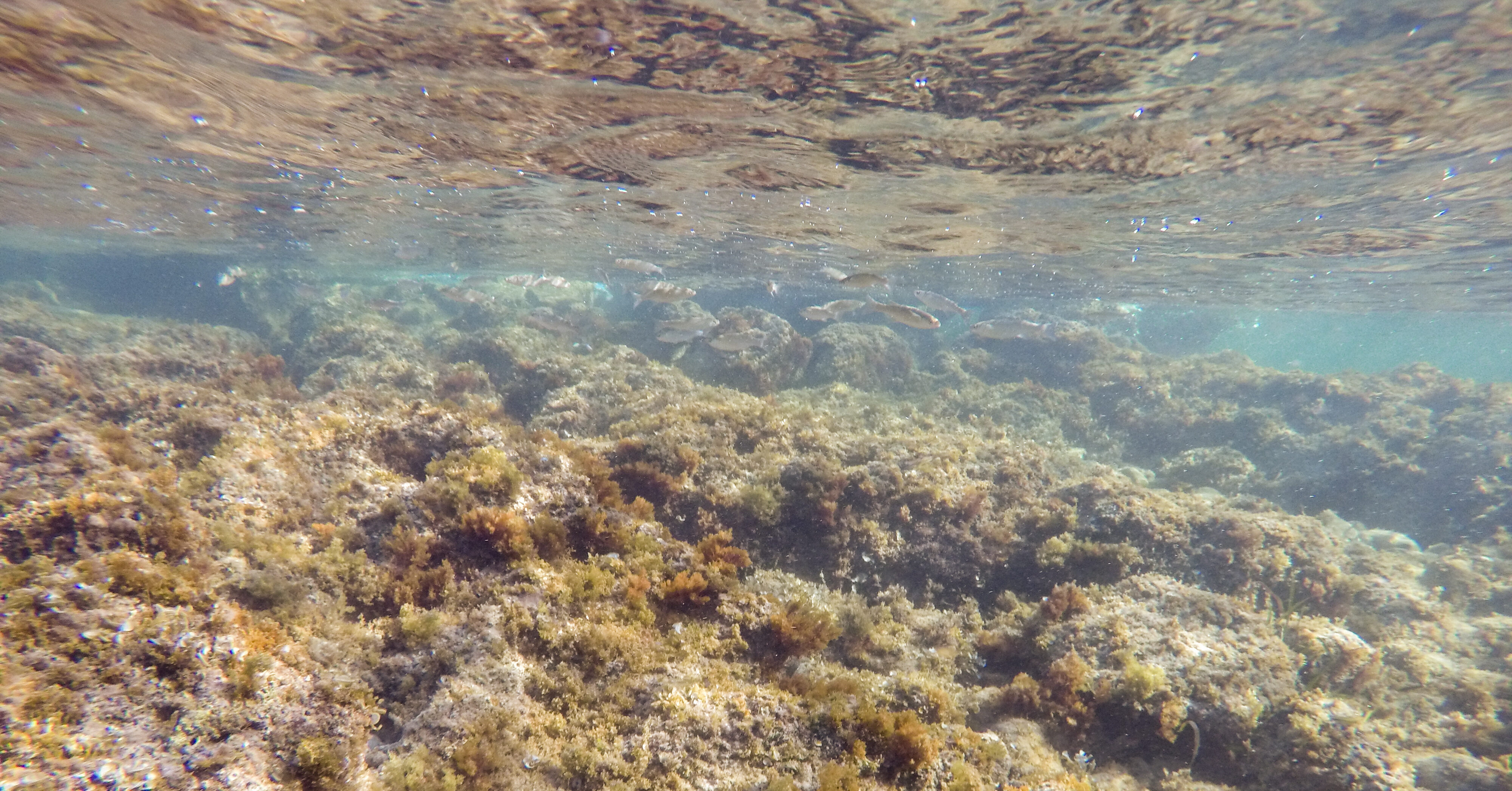 Identificación de Hábitats Esenciales para la conservación de elasmobranquios del Mar Mediterráneo mediante técnicas moleculares (IHELASMED)
